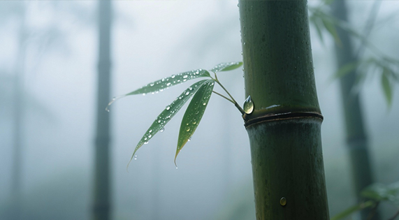不与水争的温柔底气——华洲竹馨板，解锁家居防潮的竹系智慧