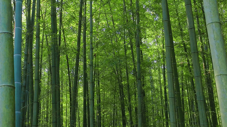 官网1.jpg